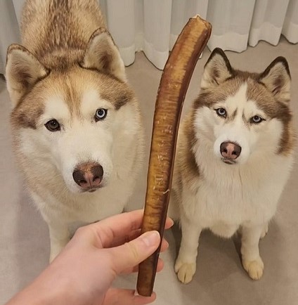 강아지 핏불스틱 불리스틱 수제간식 오래먹는간식 소우신 우스틱 25CM XL