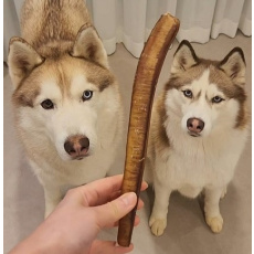 강아지 핏불스틱 불리스틱 수제간식 오래먹는간식 소우신 우스틱 25CM XL